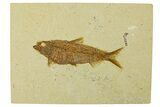 Fossil Fish (Knightia) - Wyoming #295577-1